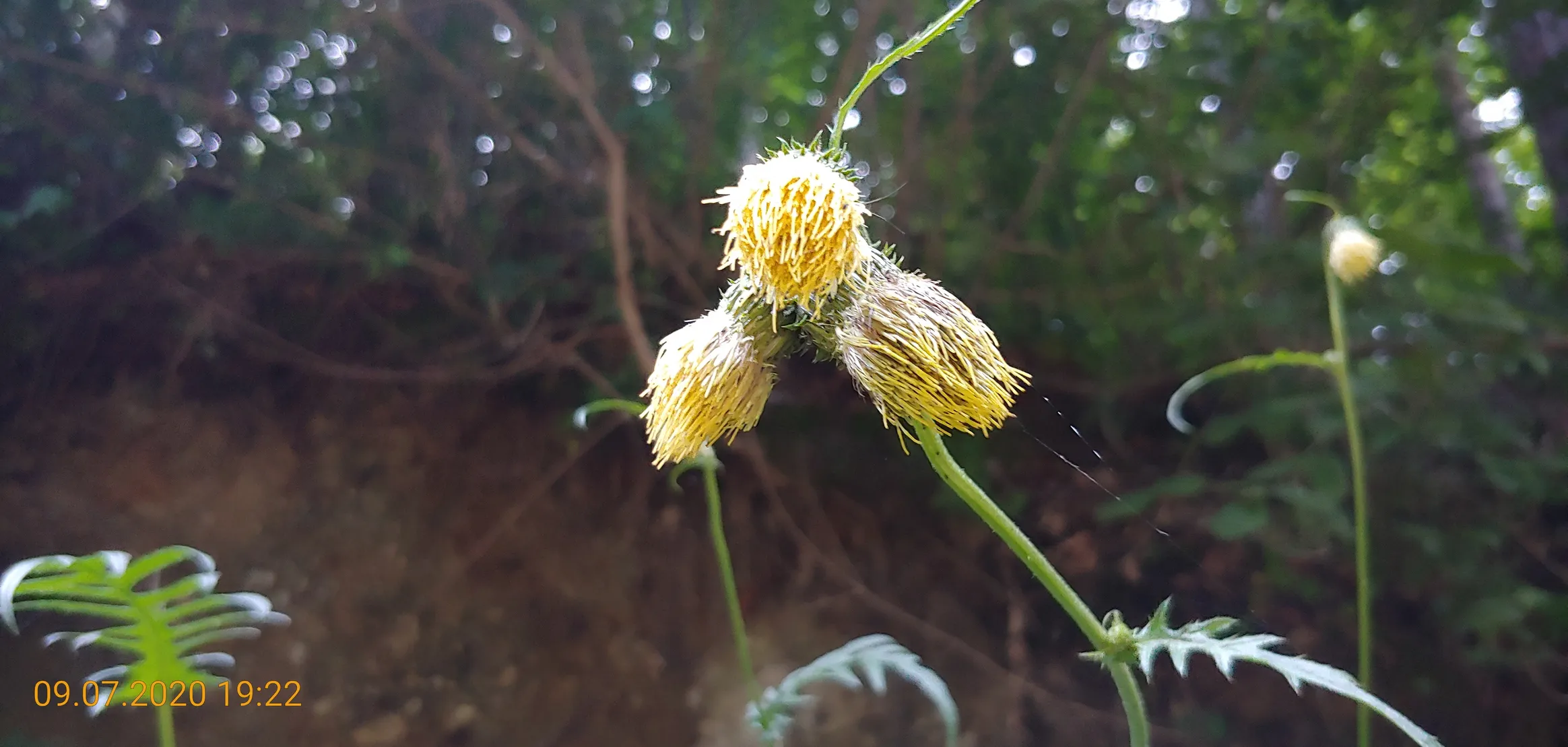 Poza